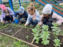 Огород на участке Огород на участке.